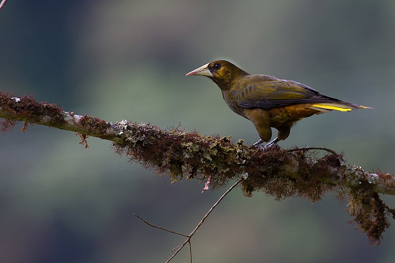 Dusky-green Oropendola (Psarocolius atrovirens) photo