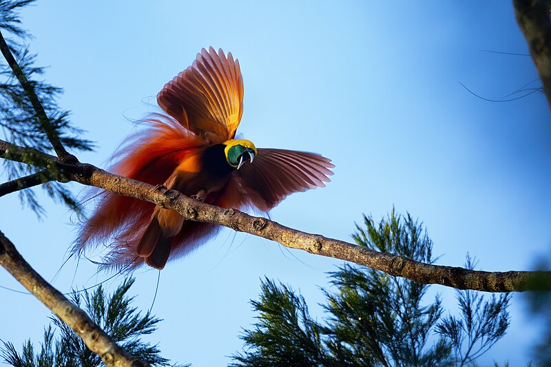 Raggiana Bird-of-Paradise (Paradisaea raggiana) photo