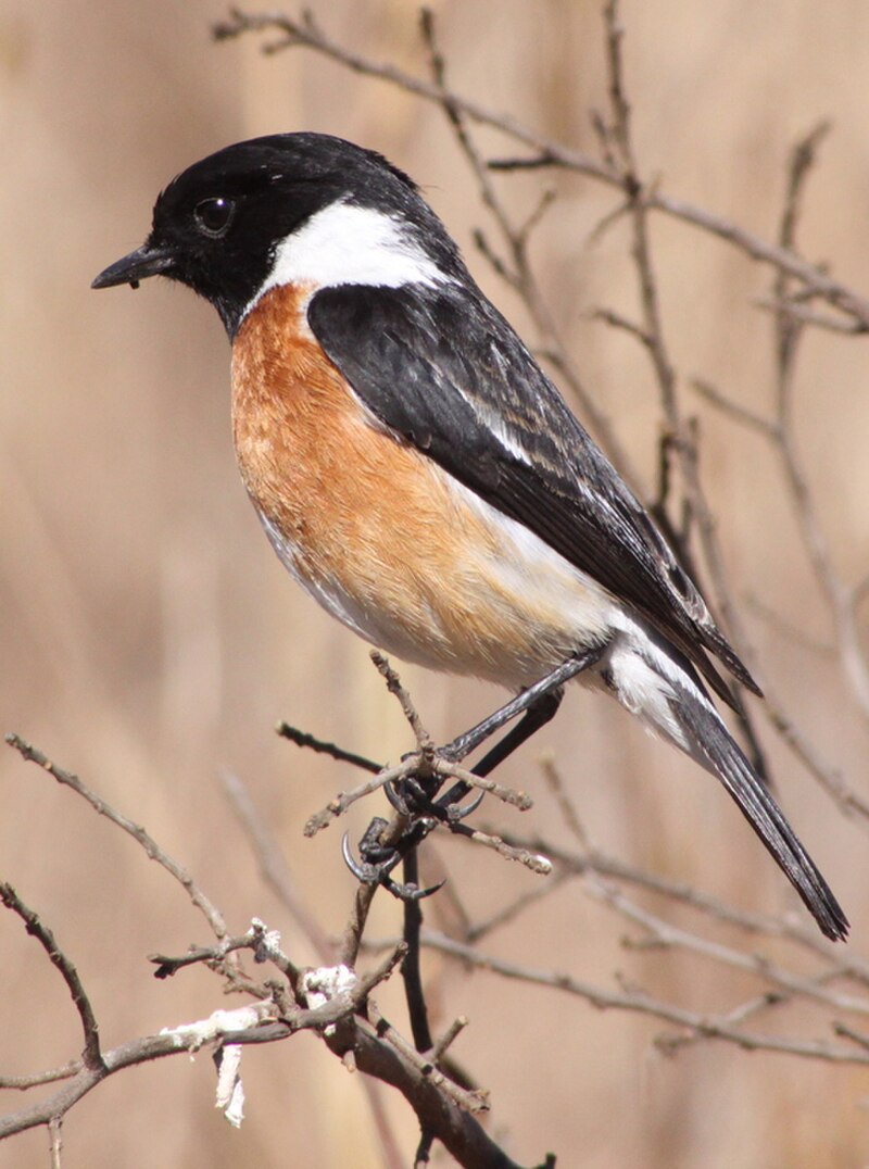 African Stonechat (Saxicola torquatus) photo