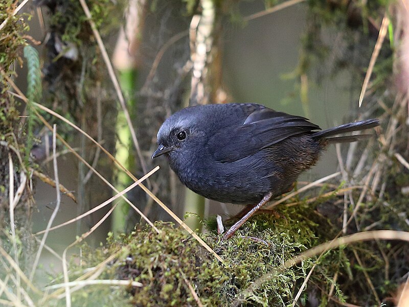 Diademed Tapaculo (Scytalopus schulenbergi) photo