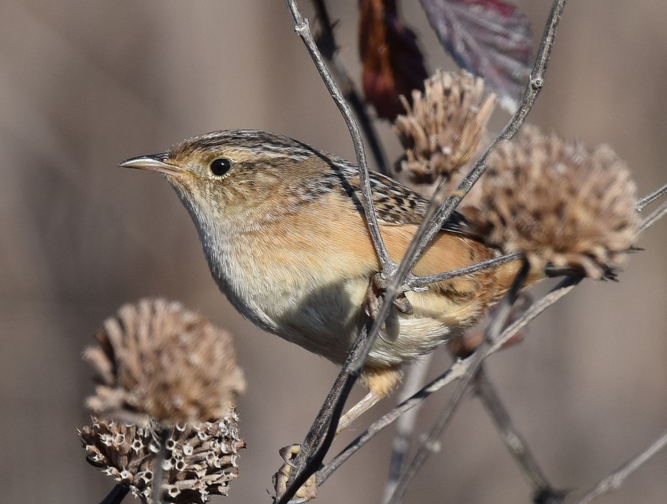 Sedge Wren (Cistothorus stellaris)