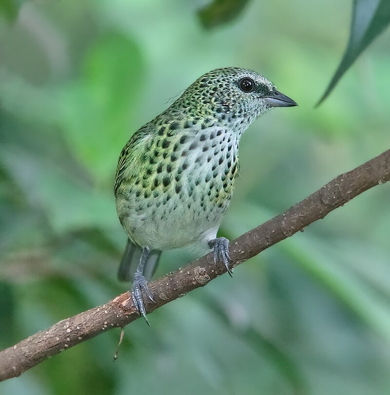 Spotted Tanager (Ixothraupis punctata) photo