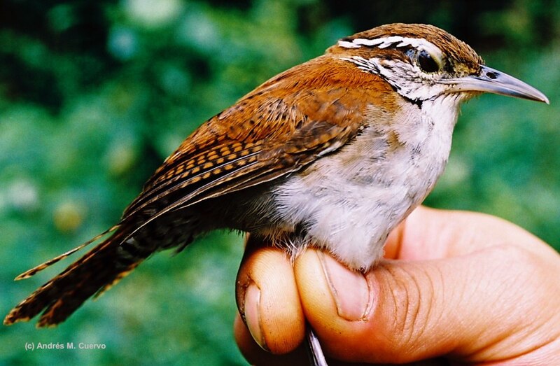 Rufous-and-white Wren (Thryophilus rufalbus) photo