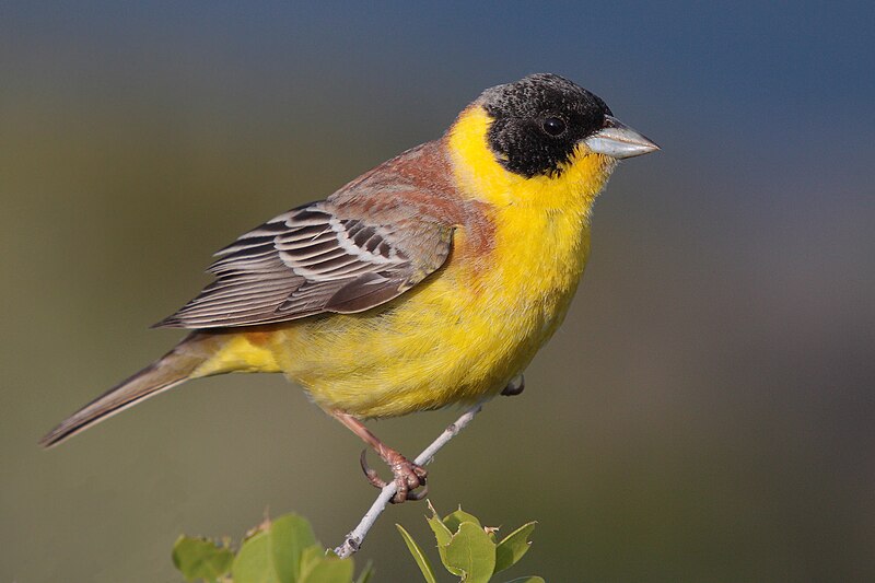 Black-headed Bunting (Emberiza melanocephala) photo