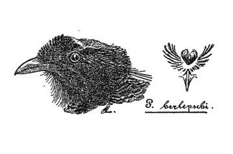 Bronze Parotia (Parotia berlepschi) photo