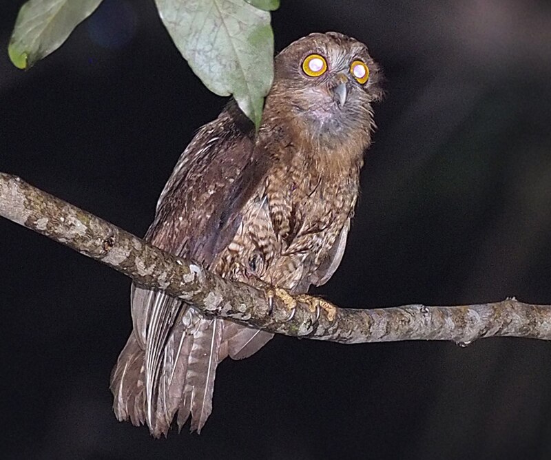 Buru Boobook (Ninox hantu) photo