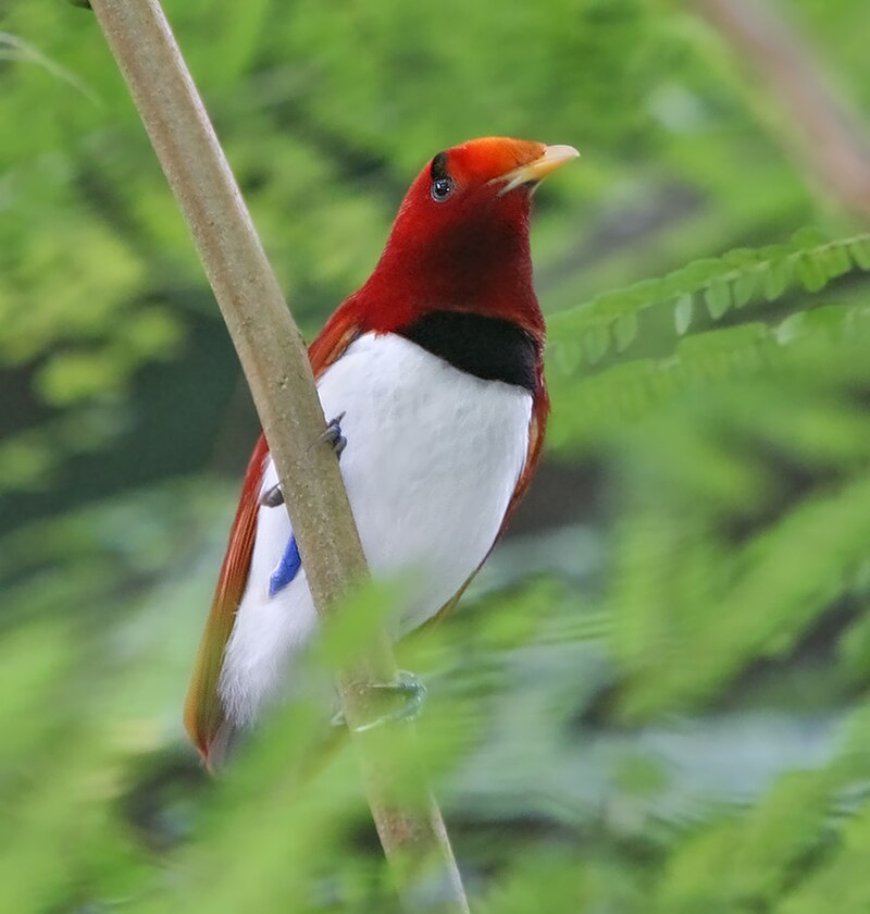 King Bird-of-Paradise (Cicinnurus regius) photo
