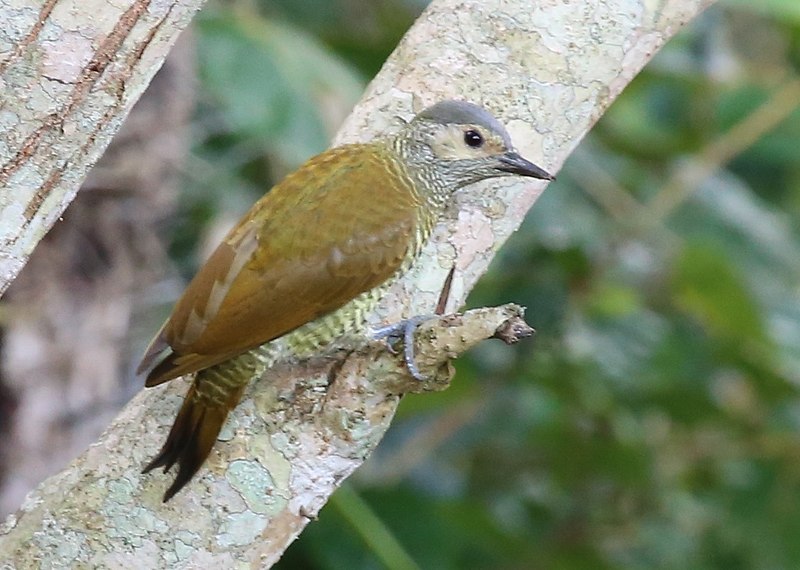 Gray-crowned Woodpecker (Colaptes auricularis) photo