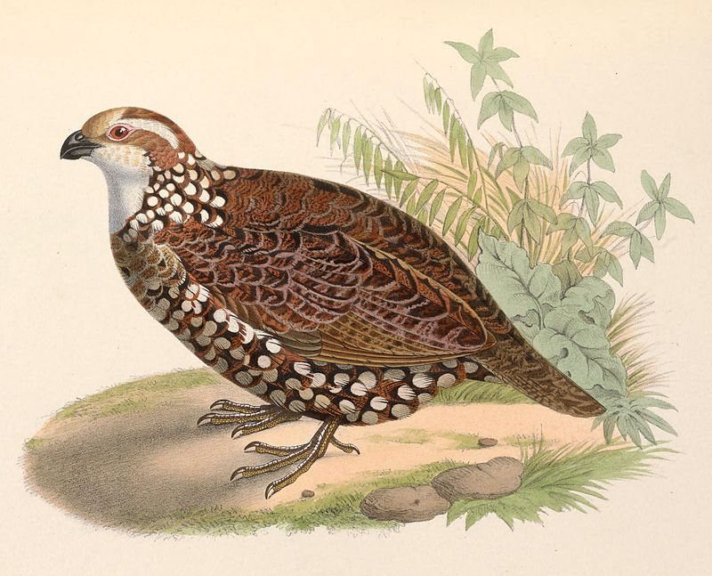 Spot-bellied Bobwhite (Colinus leucopogon) photo