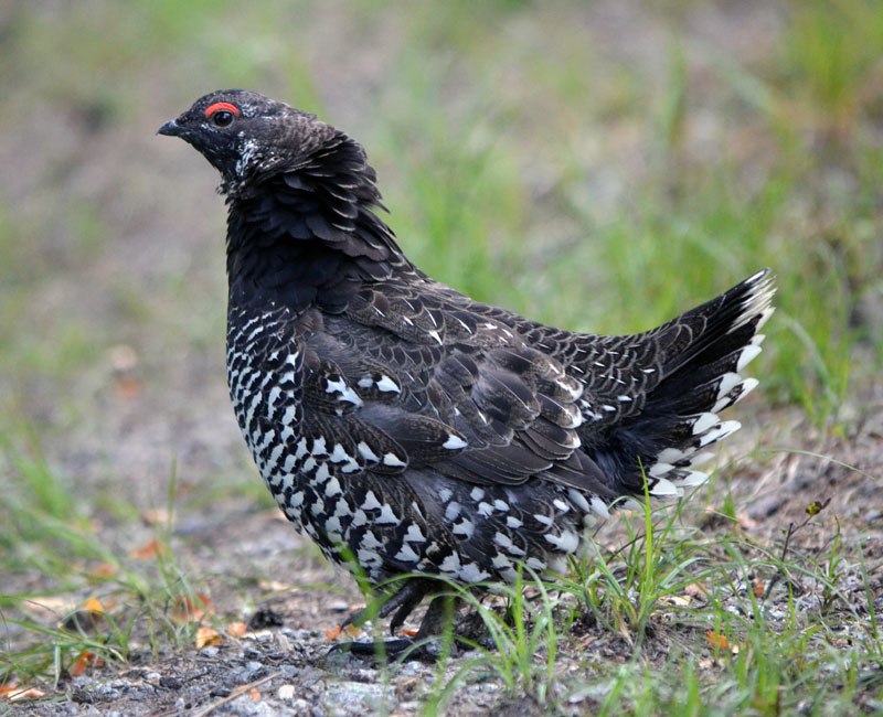 Siberian Grouse (Falcipennis falcipennis) photo