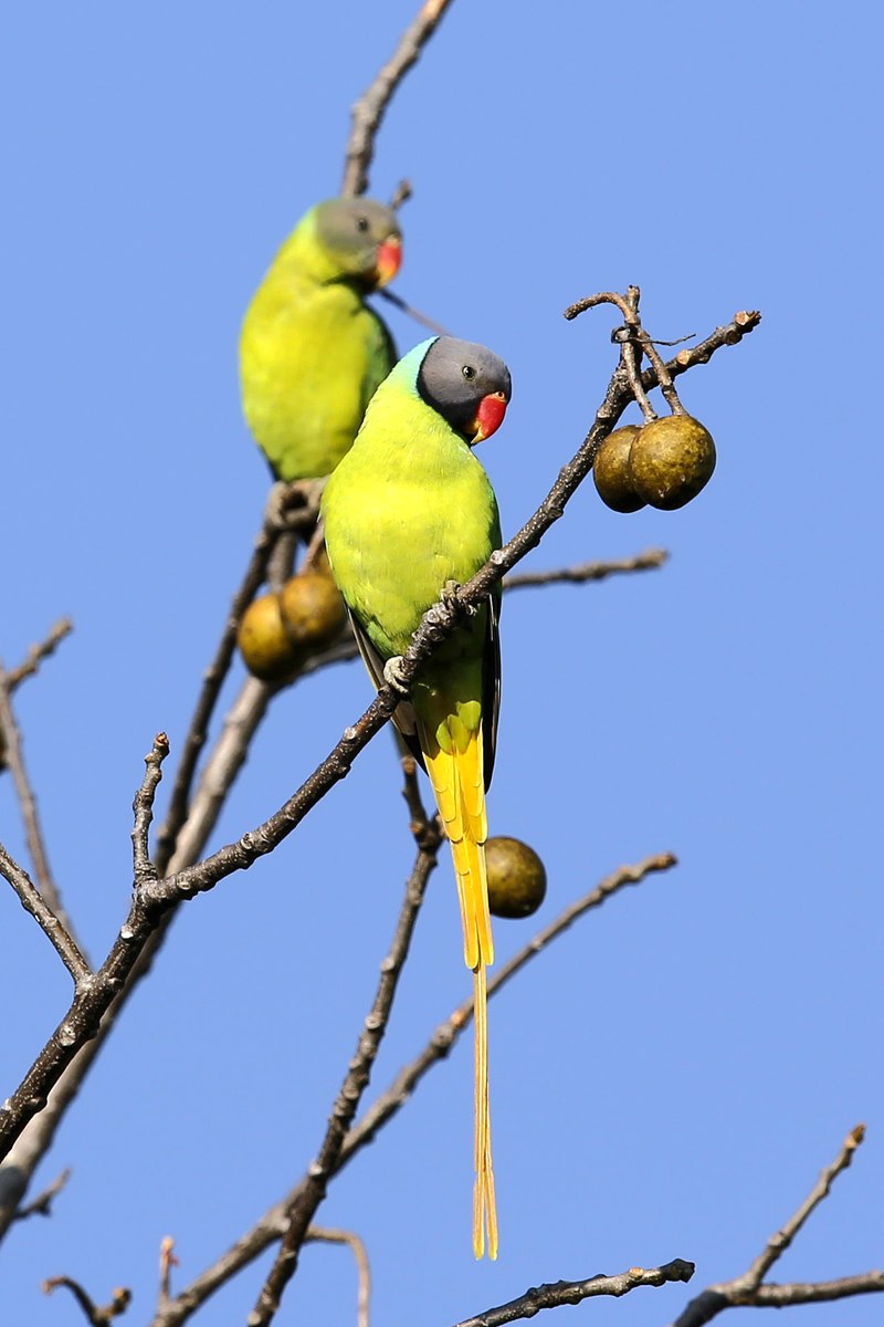Gray-headed Parakeet (Psittacula finschii) photo