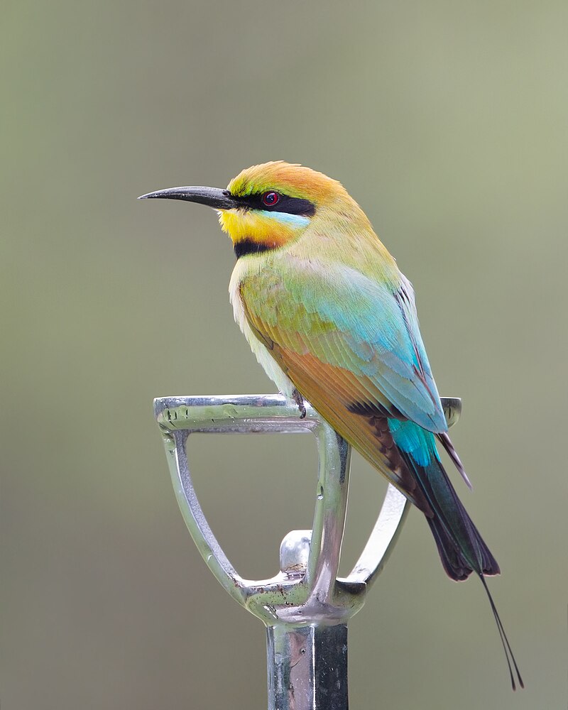 Rainbow Bee-eater (Merops ornatus) photo