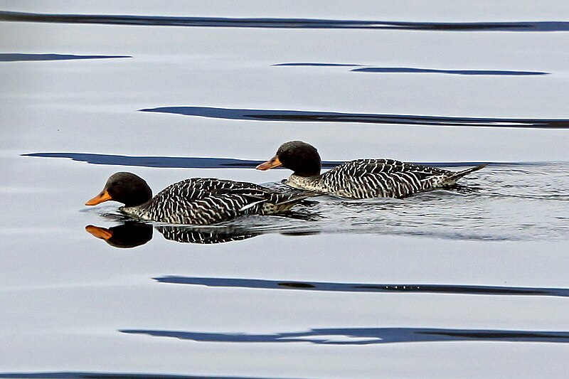 Salvadori's Teal (Salvadorina waigiuensis) photo