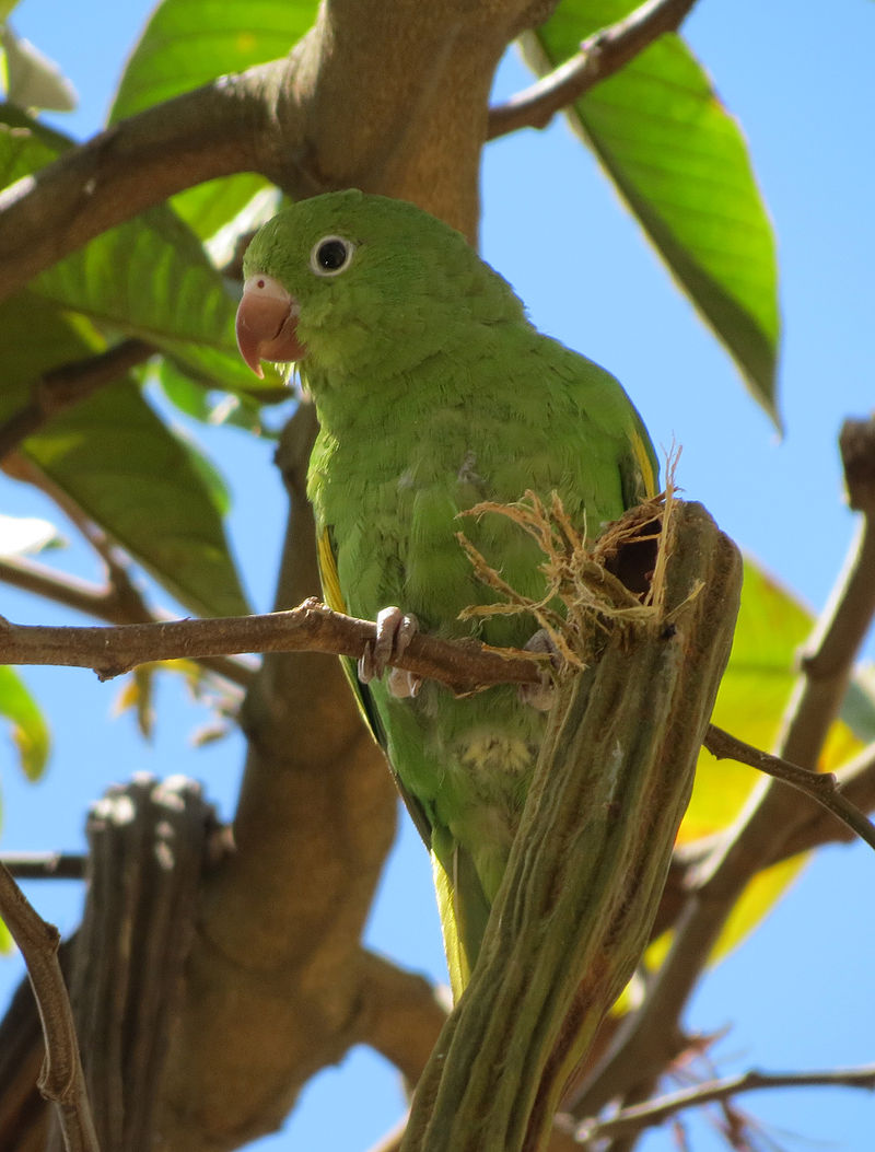 Yellow-chevroned Parakeet (Brotogeris chiriri) photo