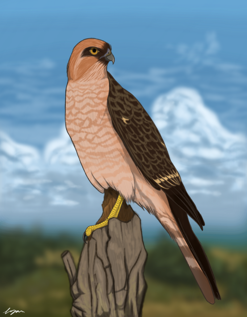 Bermuda Hawk (Bermuteo avivorus) photo