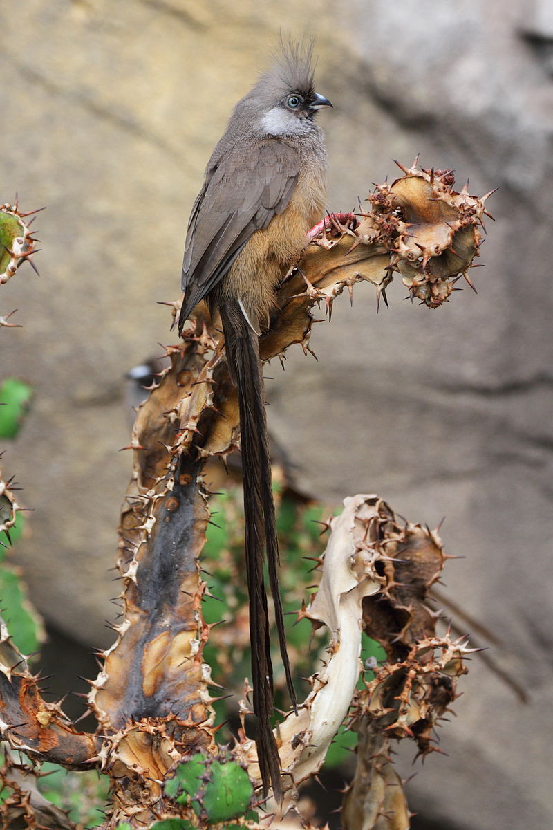 Speckled Mousebird (Colius striatus) photo