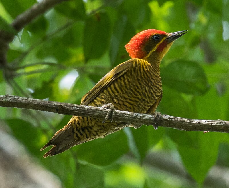 Golden-green Woodpecker (Piculus chrysochloros) photo