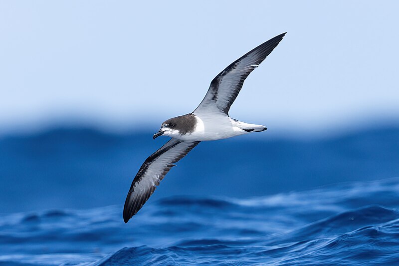 Gould's Petrel (Pterodroma leucoptera) photo