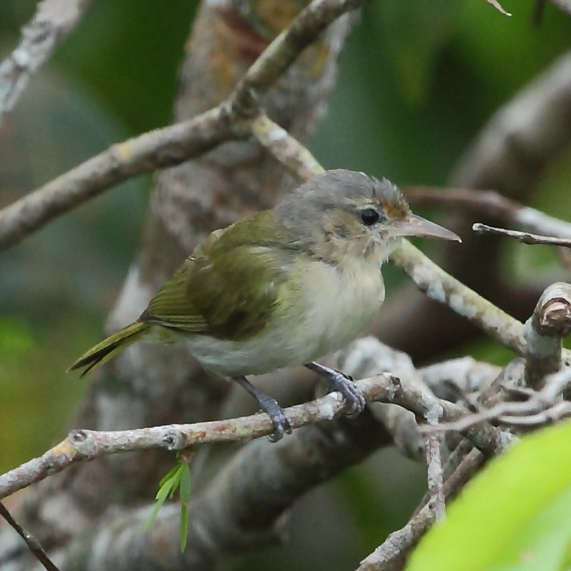 Buff-cheeked Greenlet (Pachysylvia muscicapina) photo
