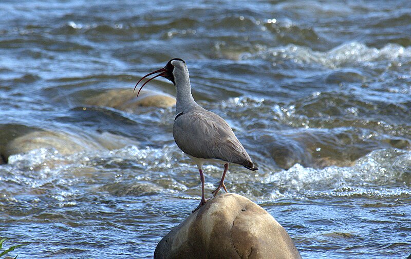 Ibisbill (Ibidorhyncha struthersii) photo