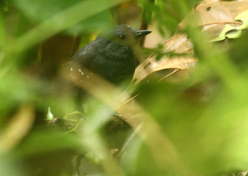 Esmeraldas Antbird (Sipia nigricauda) photo
