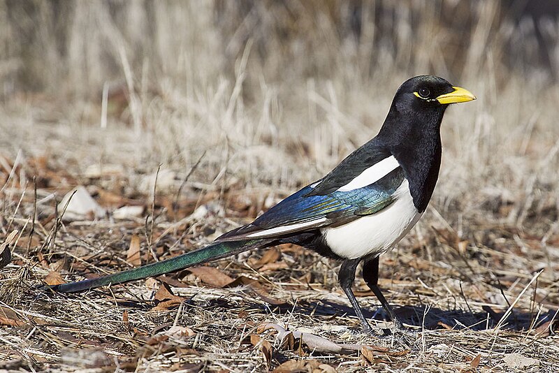 Yellow-billed Magpie (Pica nuttalli) photo
