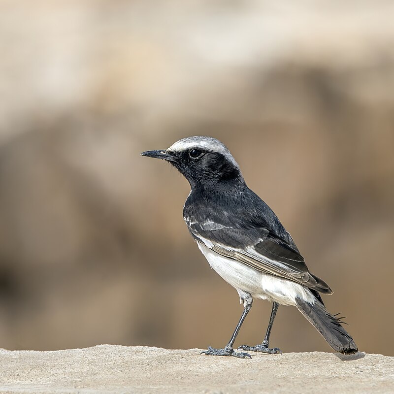 White-crowned Wheatear (Oenanthe leucopyga) photo