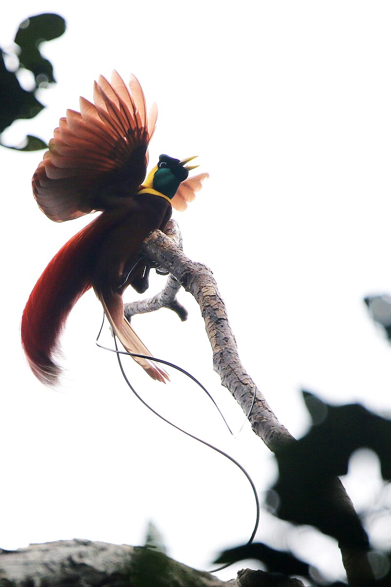 Red Bird-of-Paradise (Paradisaea rubra) photo