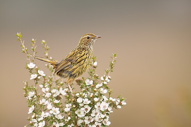 Striated Fieldwren (Calamanthus fuliginosus) photo
