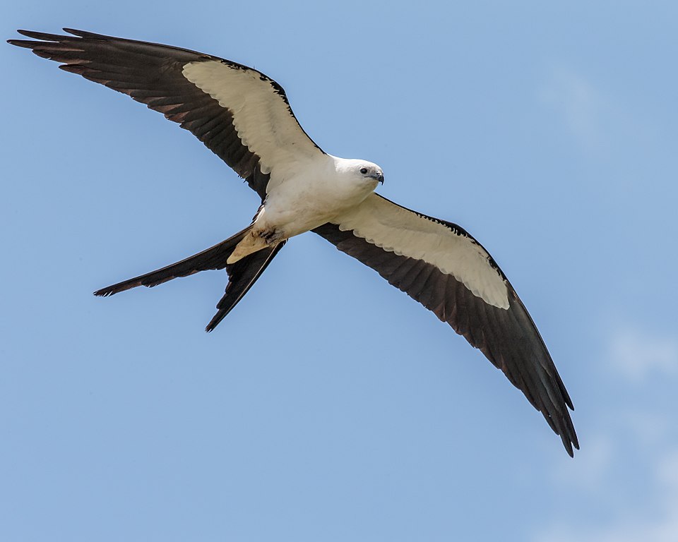 Swallow-tailed Kite (Elanoides forficatus)