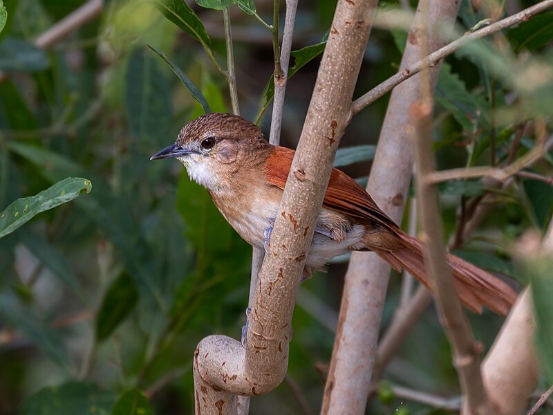 Araguaia Spinetail (Synallaxis simoni) photo