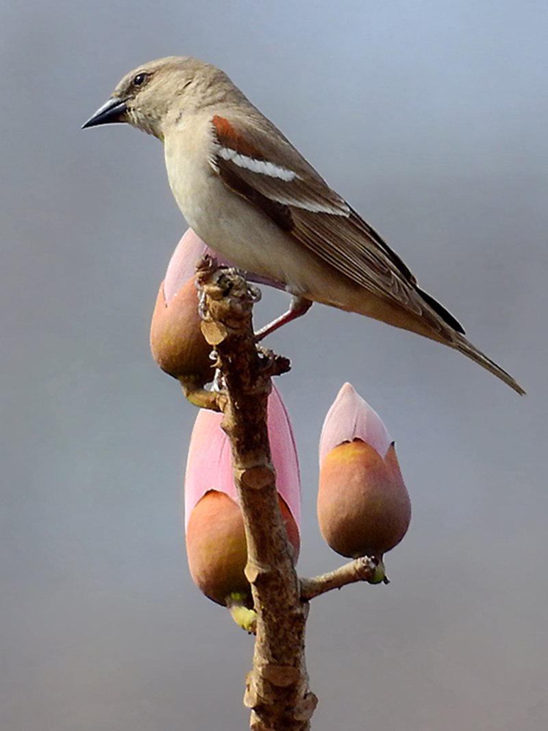Yellow-throated Sparrow (Gymnoris xanthocollis) photo
