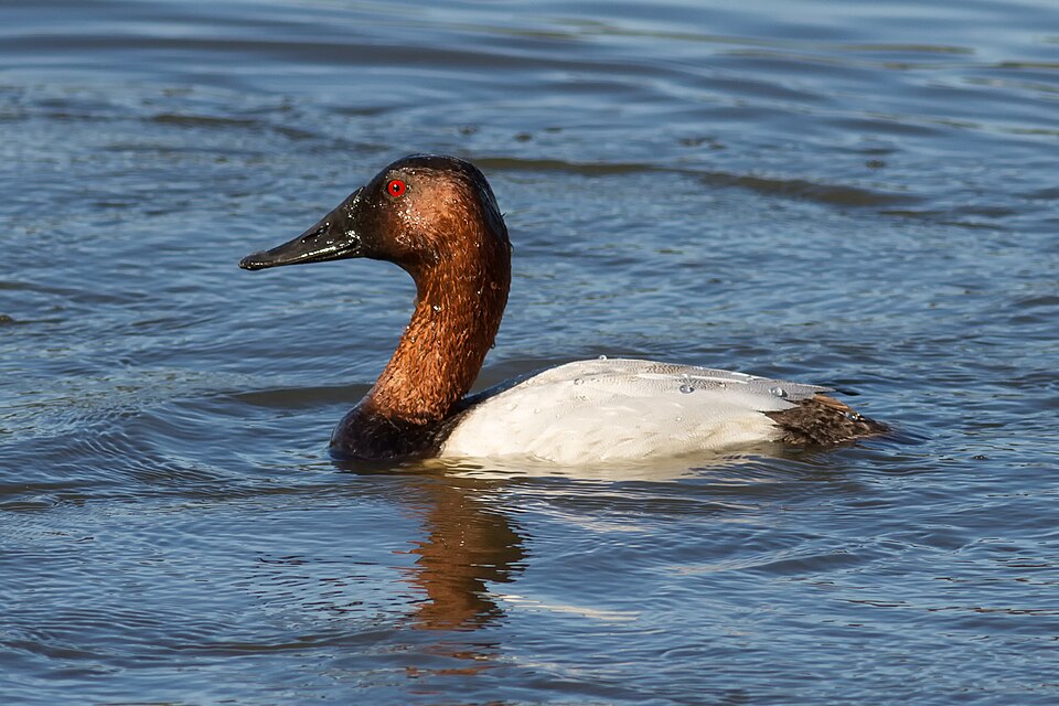 Canvasback (Aythya valisineria)