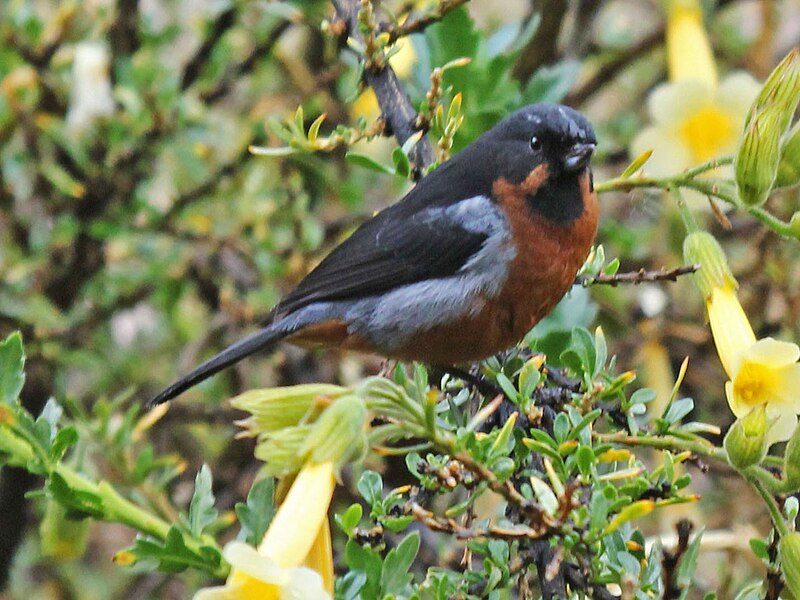 Black-throated Flowerpiercer (Diglossa brunneiventris) photo