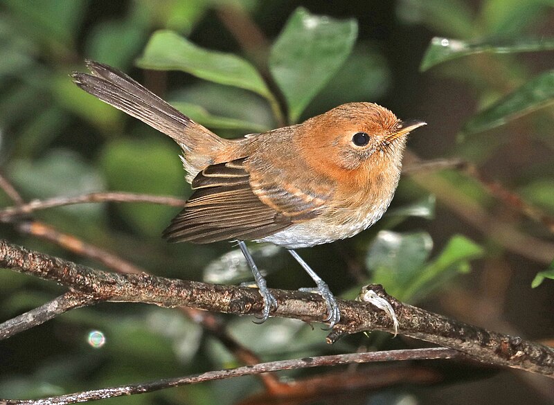 Oahu Elepaio (Chasiempis ibidis) photo