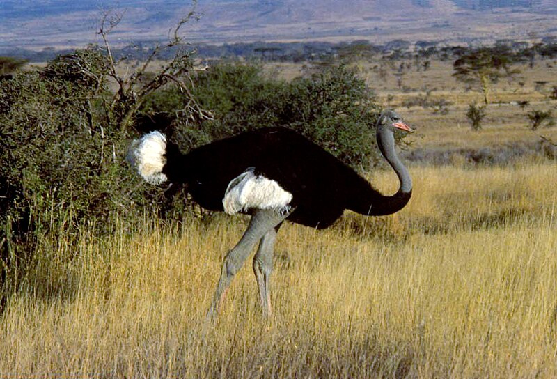 Somali Ostrich (Struthio molybdophanes) photo