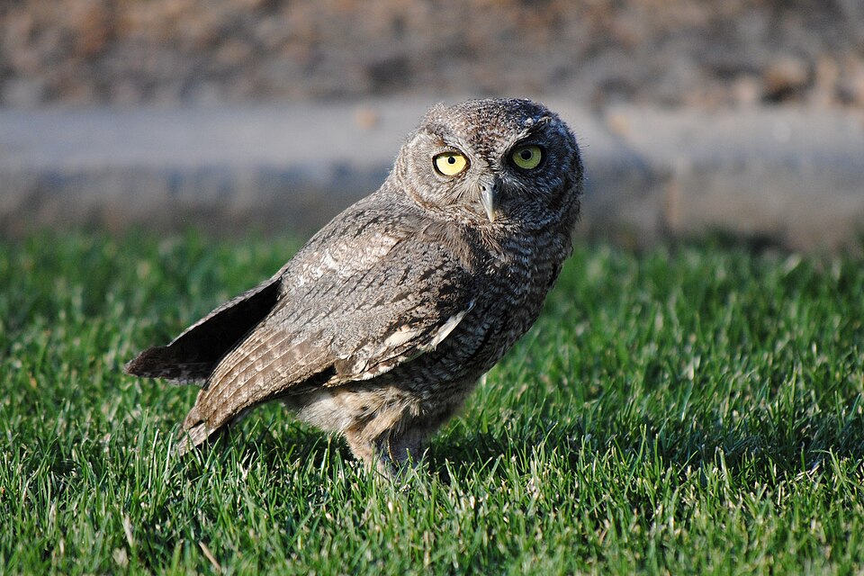 Western Screech-Owl (Megascops kennicottii)