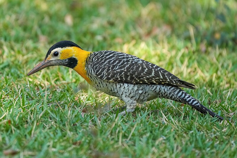 Campo Flicker (Colaptes campestris) photo