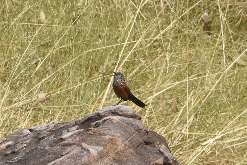 Black Grasswren (Amytornis housei) photo