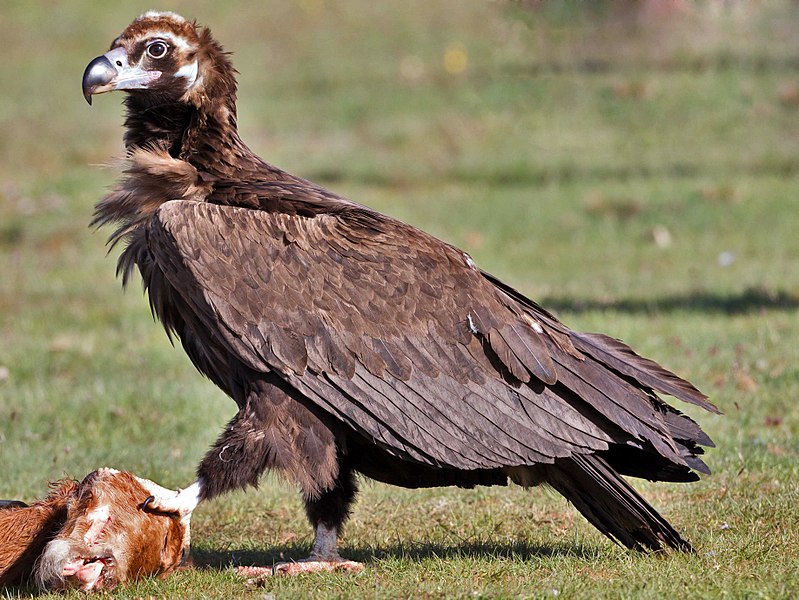 Cinereous Vulture (Aegypius monachus) photo