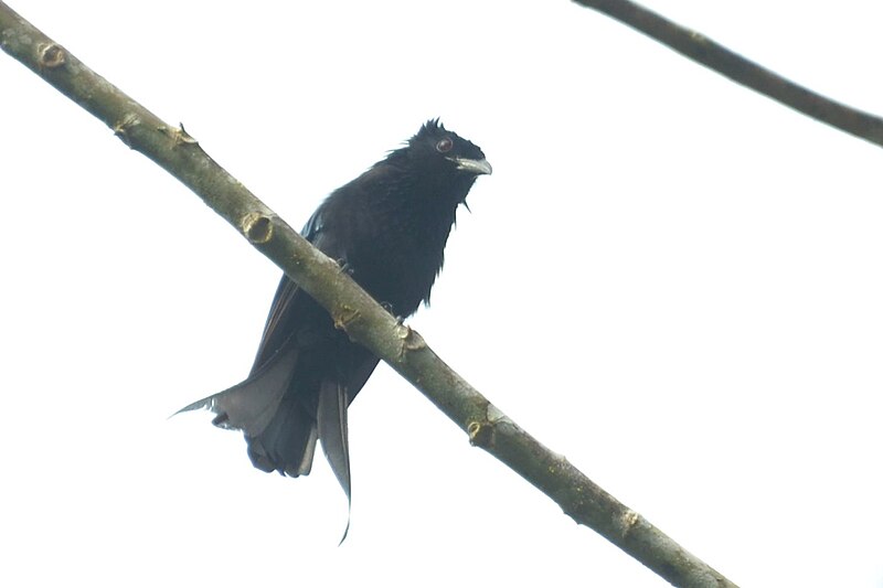 Sulawesi Drongo (Dicrurus montanus) photo