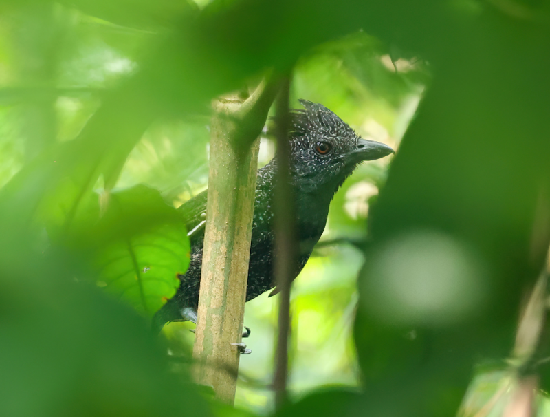 Fulvous Antshrike (Frederickena fulva) photo