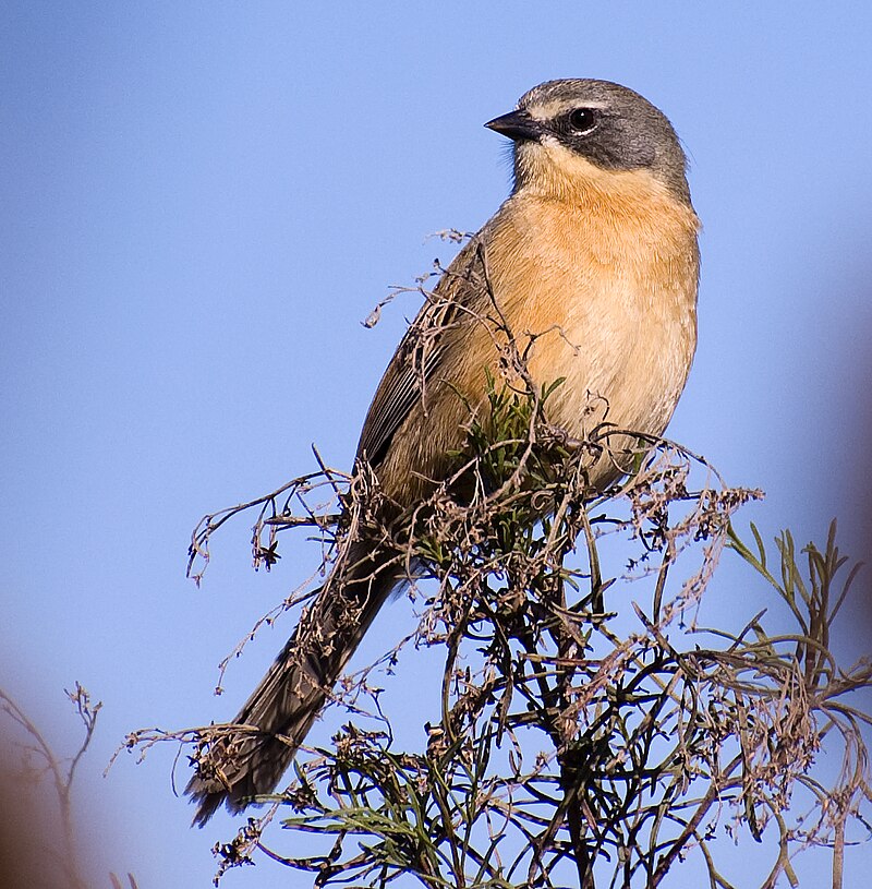 Long-tailed Reed Finch (Donacospiza albifrons) photo