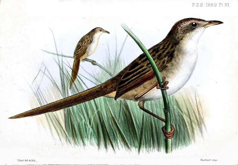 Papuan Grassbird (Cincloramphus macrurus) photo