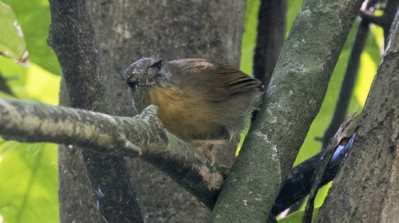 Gray-cheeked Tit-Babbler (Mixornis flavicollis) photo