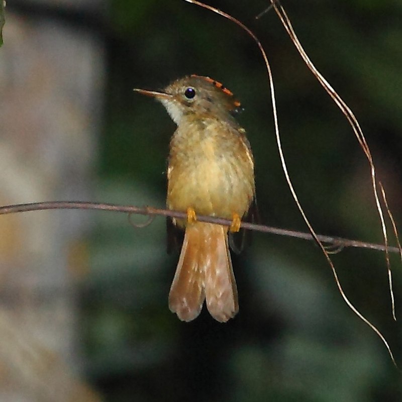 Tropical Royal Flycatcher (Onychorhynchus coronatus) photo