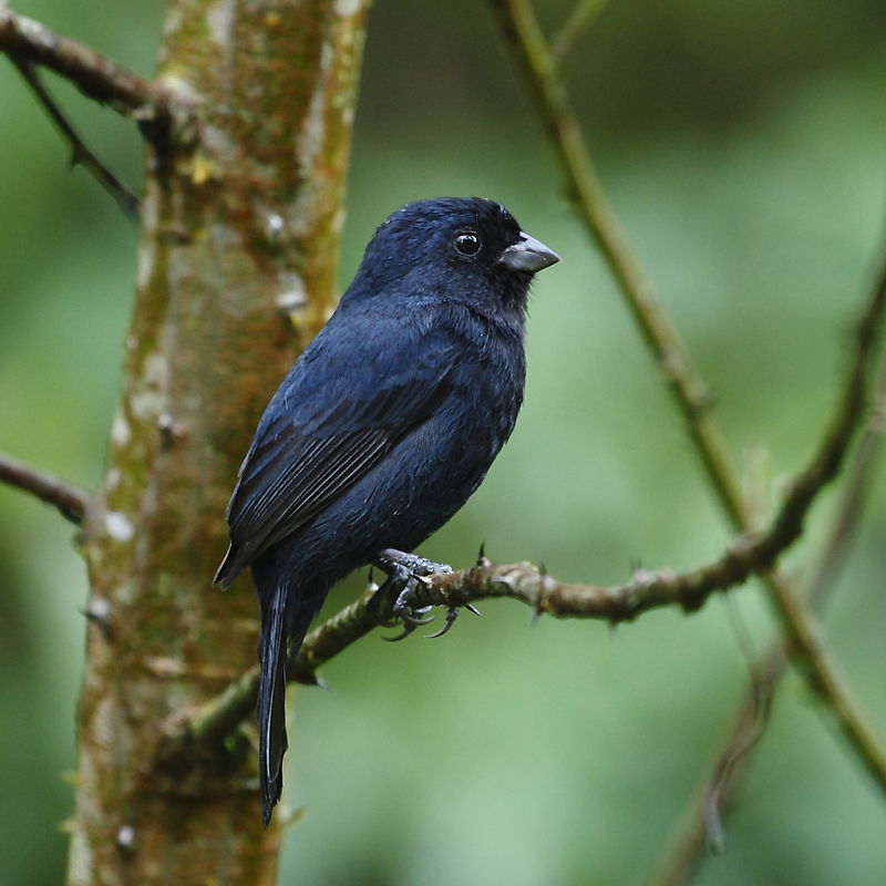 Blackish-blue Seedeater (Amaurospiza moesta) photo