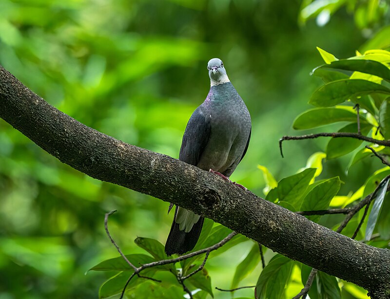 Ashy Wood-Pigeon (Columba pulchricollis) photo