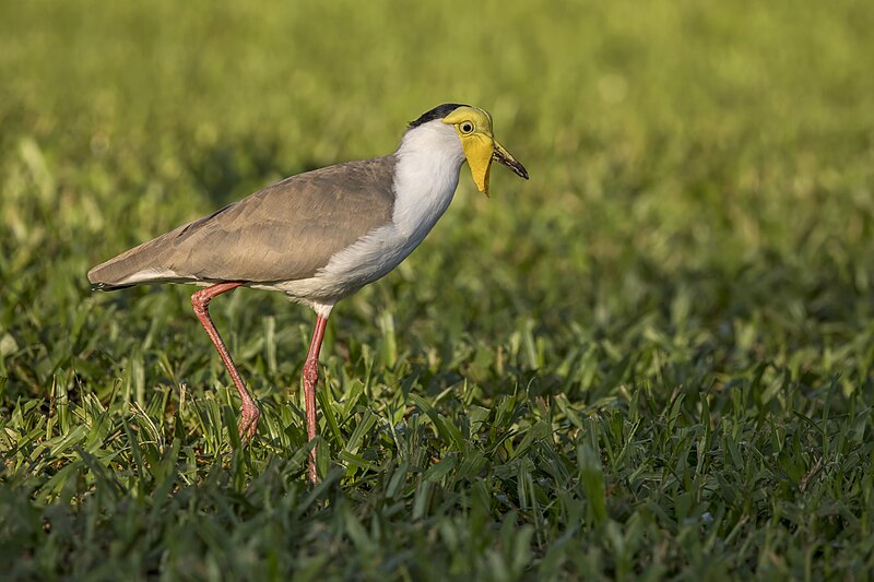 Masked Lapwing (Vanellus miles) photo