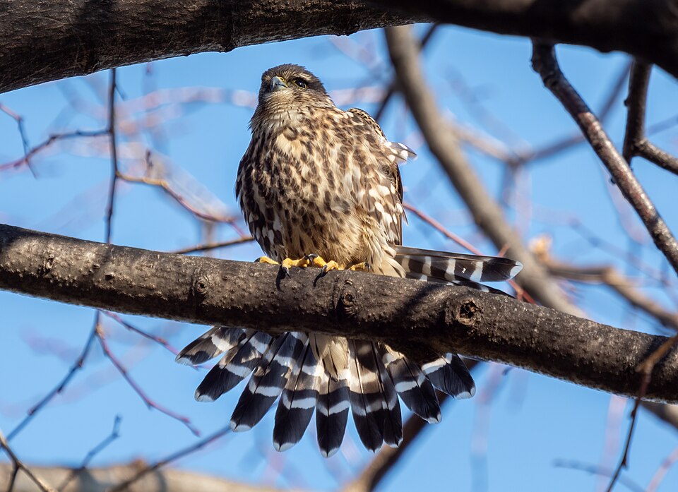 Merlin (Falco columbarius)